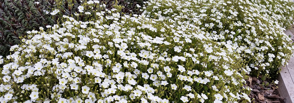 Arenaria Montana Garden Shot.jpg